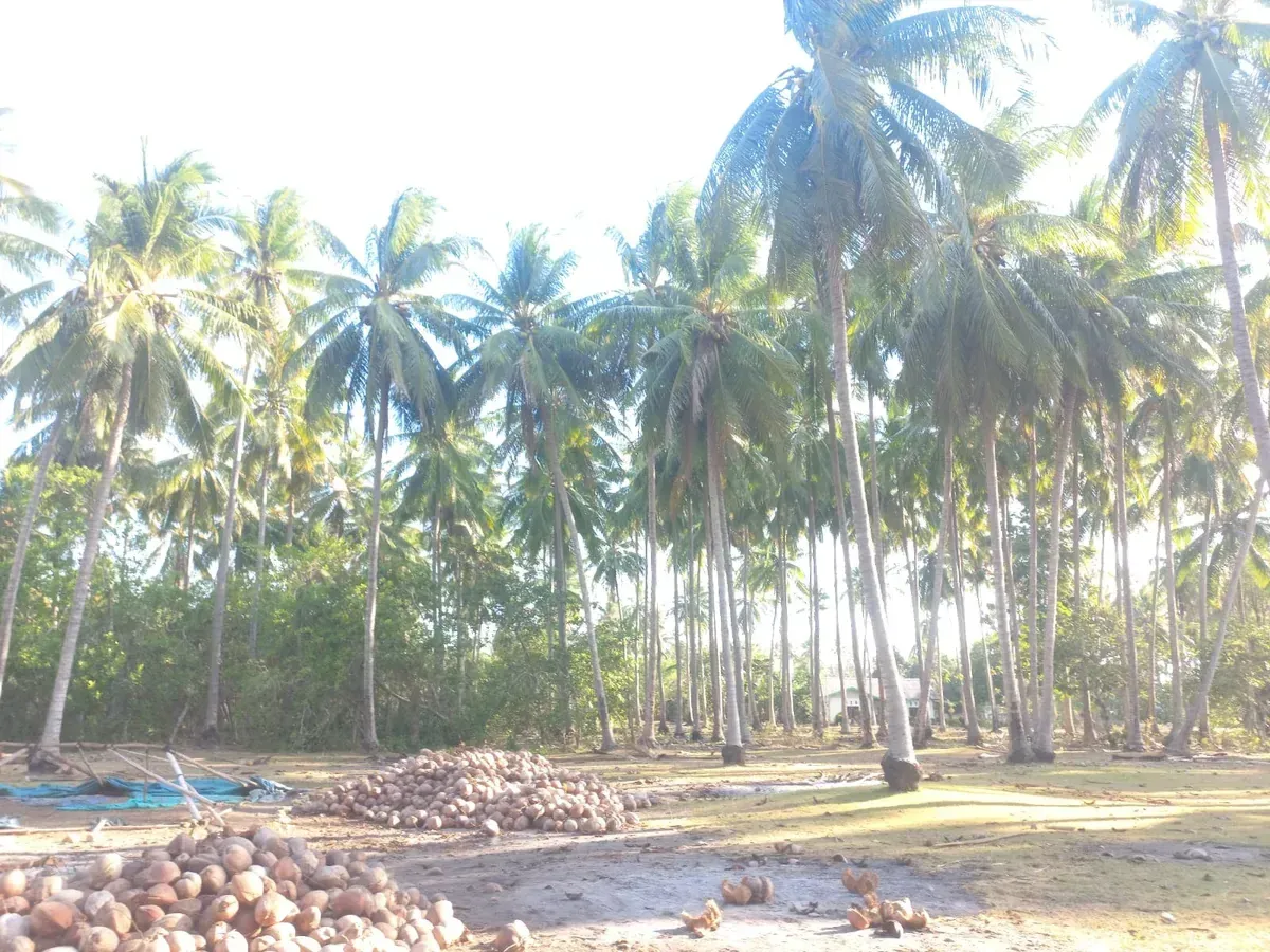 Coconut fiber processing