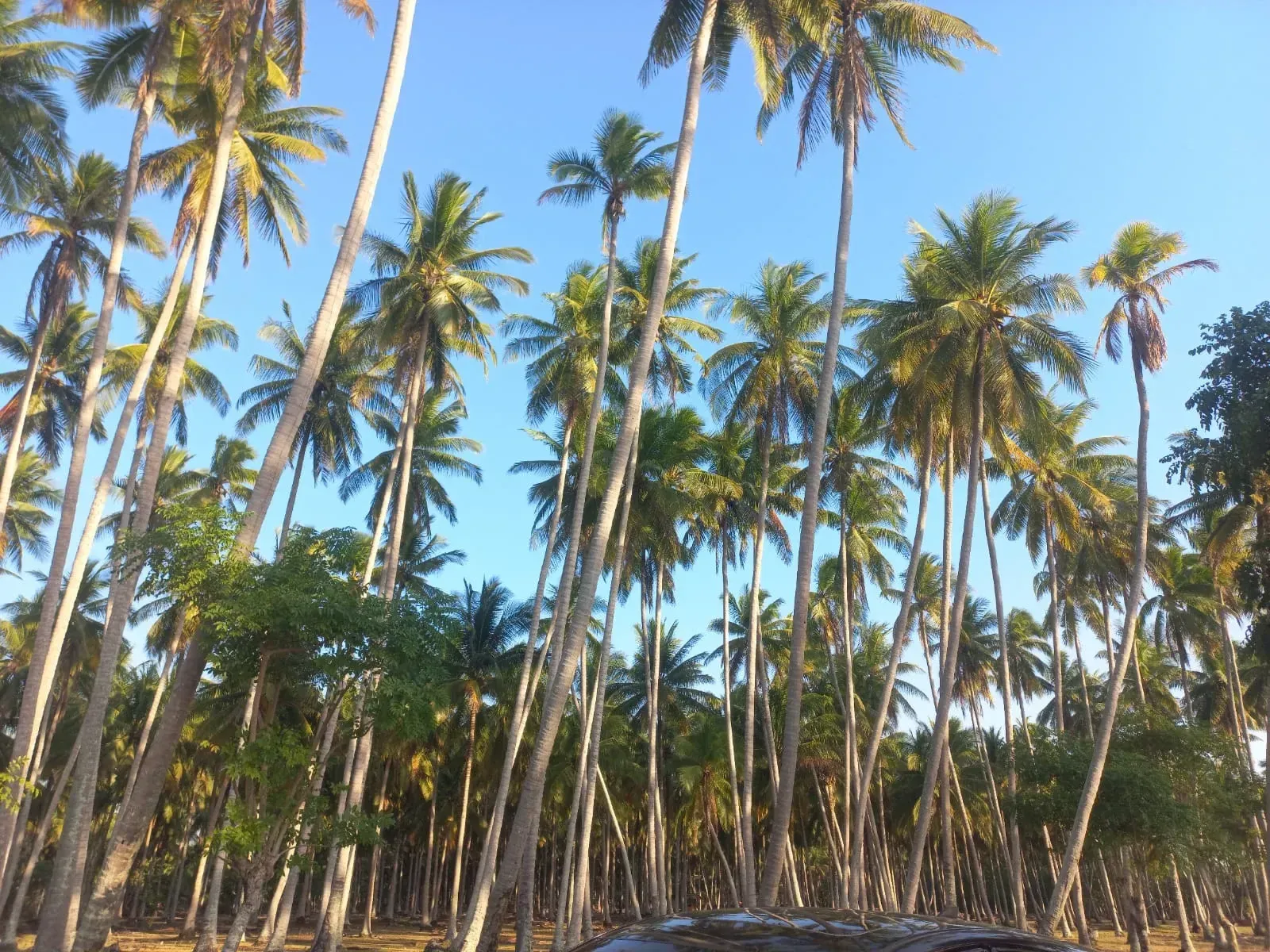 Indonesian coconut plantation