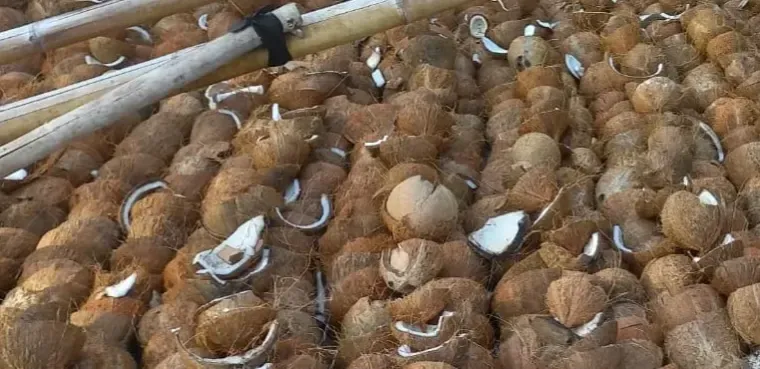 Coconut Copra
