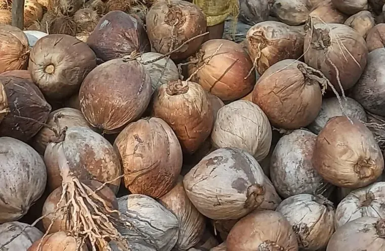 Husked Coconut