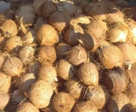 Semi Husked Coconut